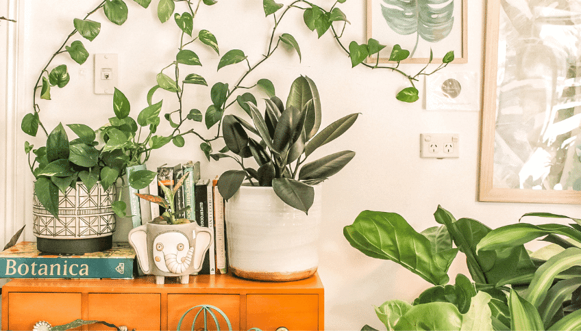 Lush houseplants in pots on an orange cabinet, with a trailing vine up the white wall and framed art.