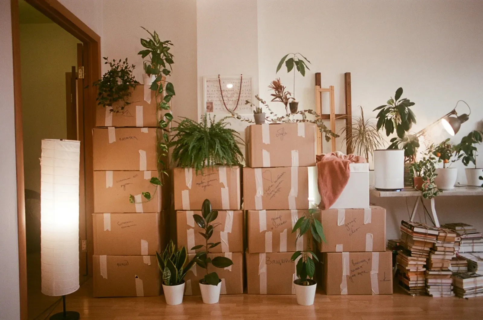 A room with packed moving boxes, many green houseplants, a glowing paper lantern, and stacks of books.
