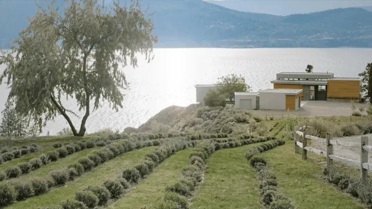 Modern house overlooking a shimmering lake with mountains, a weeping tree, and rows of lavender in the foreground.