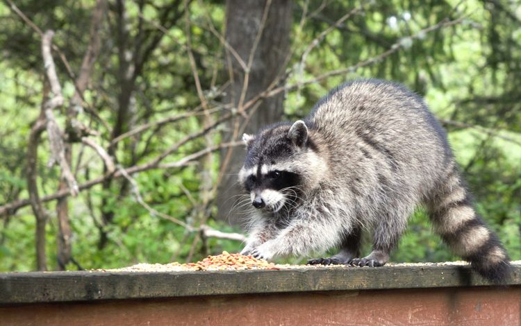 A raccoon reaches for a pile of food on a wooden surface, with blurred green trees in the background.