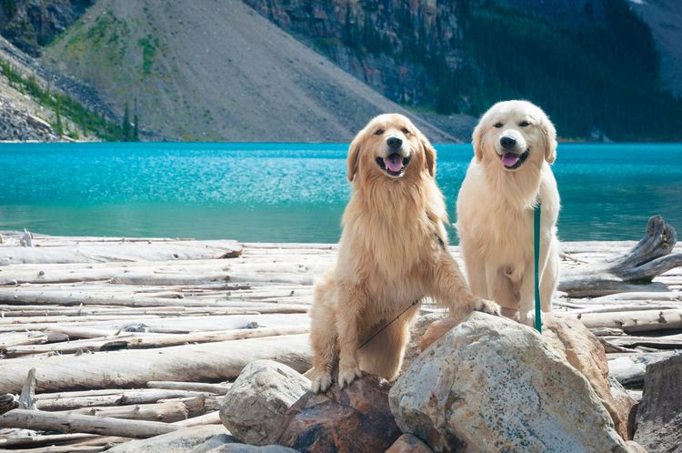 Two golden retrievers on rocks and logs by a brilliant turquoise lake with distant mountains.